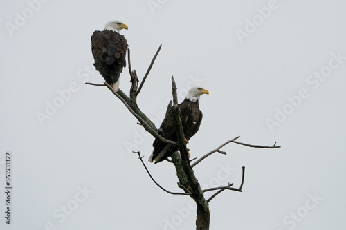 Adult Bald Eagle Pair perched on a tree branch along the Potomac River