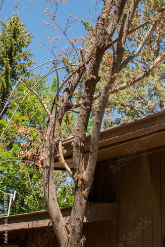 Tall dead maple tree planted too close against the house and needs to be removed.