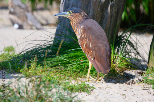 The nankeen night heron (Nycticorax caledonicus) also commonly referred to as the rufous night heron, and in Melanesia as melabaob, is a medium-sized heron. It is found in Indonesia, the Philippines. photo