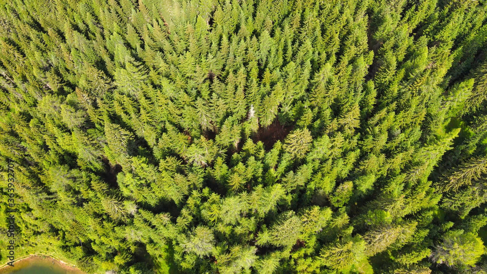 Aerial view of beautiful mountain trees in summer season Aerial view of beautiful mountain trees in summer season