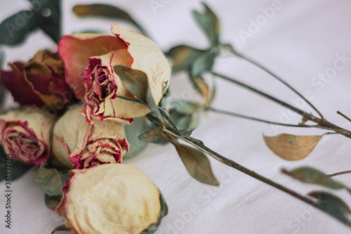 Withered roses on white background in warm tone photo