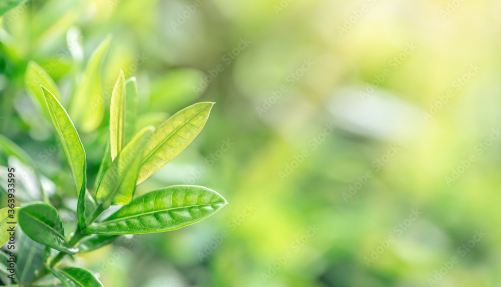Background of green leaves under summer sunlight Background of green leaves under summer sunlight