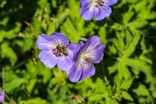 A honey bee, Apis mellifera, collects pollen from a blue flower in a London garden in summer.