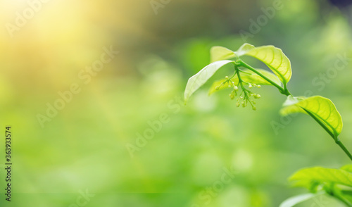 Background of green leaves under summer sunlight