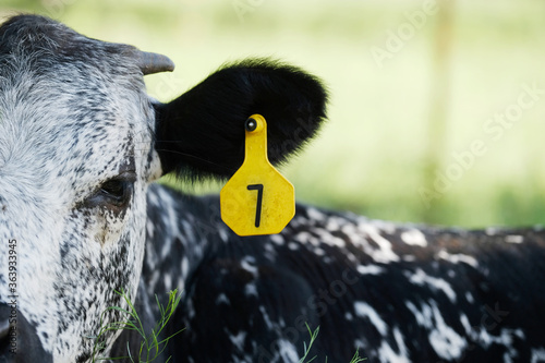 Young longhorn crossbred speckled calf close up with ear tag on farm, blurred background. photo