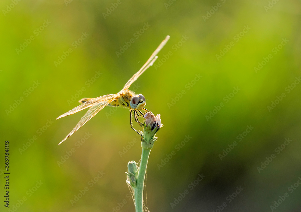 Dragonfly among the green-bottomed rice fields Dragonfly among the green-bottomed rice fields