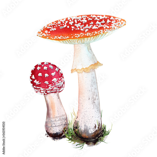 Watercolor fly agaric mushrooms. Green grass and soil. Isolated on white background. 