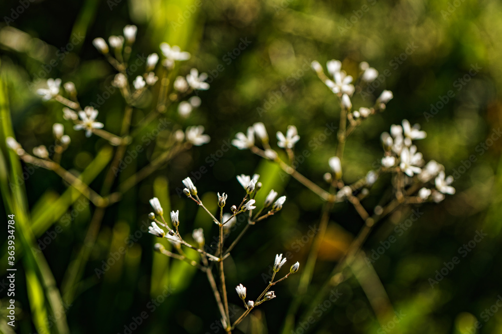 white flowers in the forest white flowers in the forest