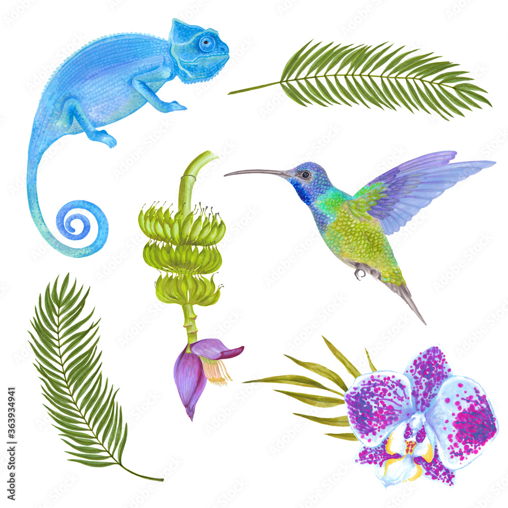 Watercolor tropical set of colorful chameleon and humming bird, flowers and leaves. Orchid flowers, areca palm, bamboo leaves, banana flower