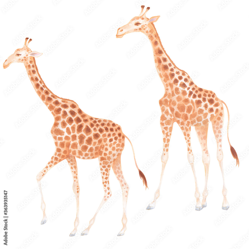 Naklejka premium Watercolor cute realistic illustration of giraffes