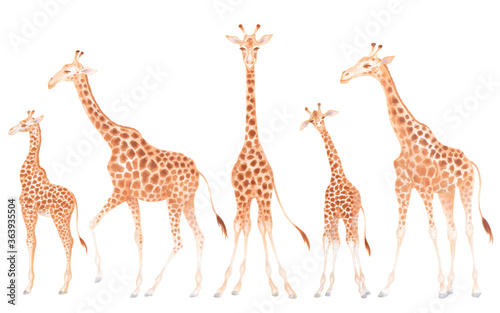 Watercolor cute realistic illustration of giraffes