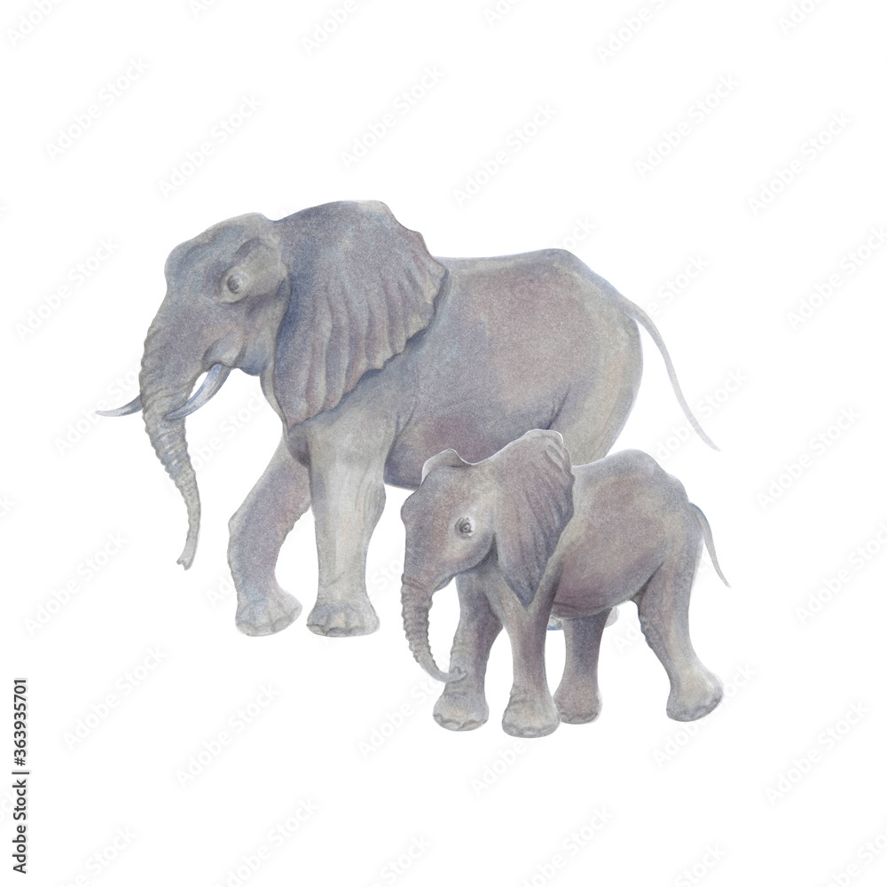 Obraz premium Watercolor marker cute realistic illustration African elephant with baby