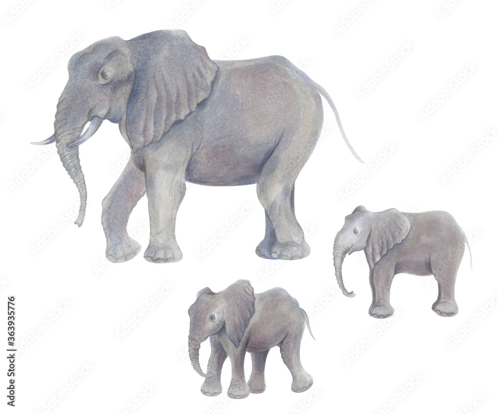 Fototapeta premium Watercolor marker cute realistic illustration African elephant with baby
