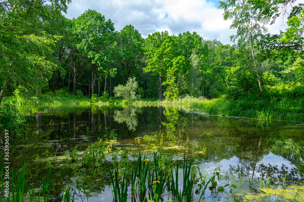 Forest landscape of a lake. Forest around the lake on a summer, sunny day Forest landscape of a lake. Forest around the lake on a summer, sunny day