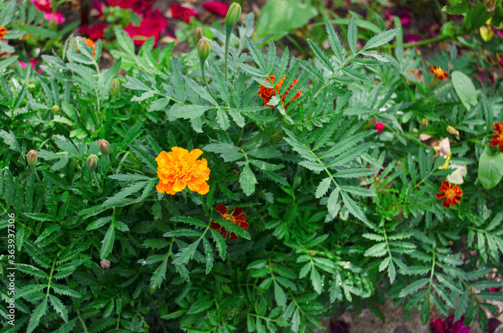Yellow-orange petals of Mexican marigolds appear through green leaves. Macro photo. Garden by children and autumn.