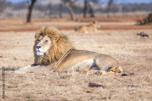 White male lion in South Africa. Amazing animal.