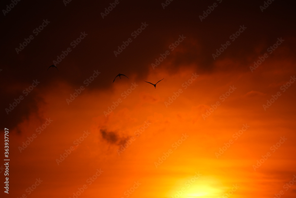 birds on sunset sky
