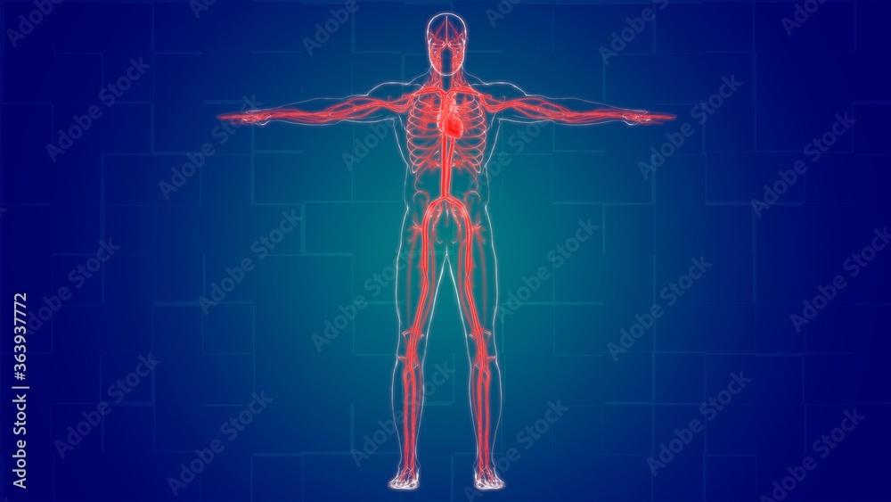 Human Heart With Circulatory System Anatomy For Medical Concept 3D Human Heart With Circulatory System Anatomy For Medical Concept 3D