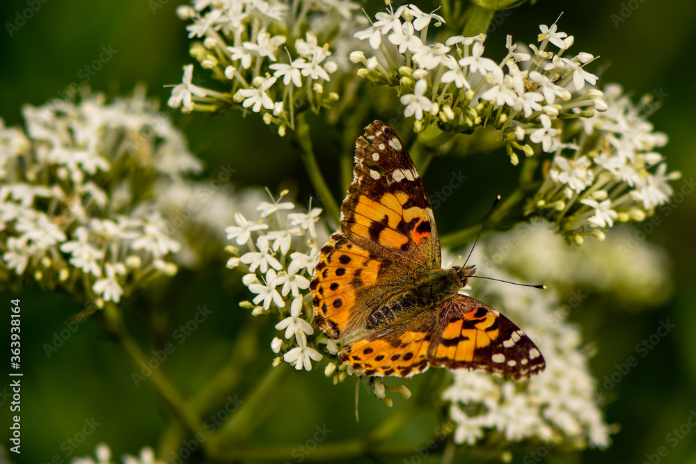 Obraz premium butterfly on flower