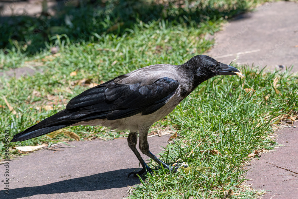 Obraz premium Young hooded crow (corvus cornix) sits on the ground