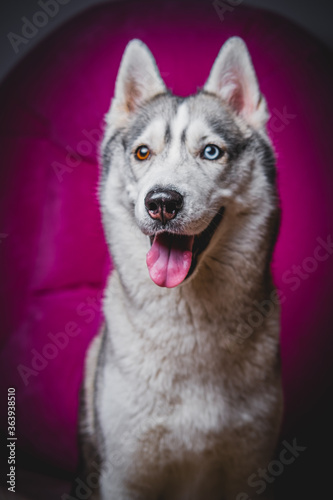 Husky with different eyes