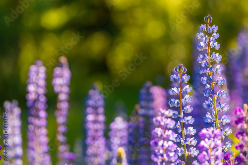Blooming lupines field. Lupine flowers close-up. Vivid floral botanical natural background. Multi-colored blossoms with blurred space for text