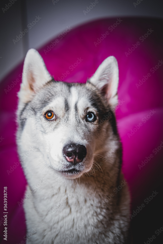 Husky with different eyes Husky with different eyes