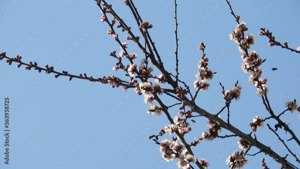 bees swarm on tree branches. flowering branch of apricot on a background of blue sky. pollination of flowering trees by bees bees swarm on tree branches. flowering branch of apricot on a background of blue sky. pollination of flowering trees by bees