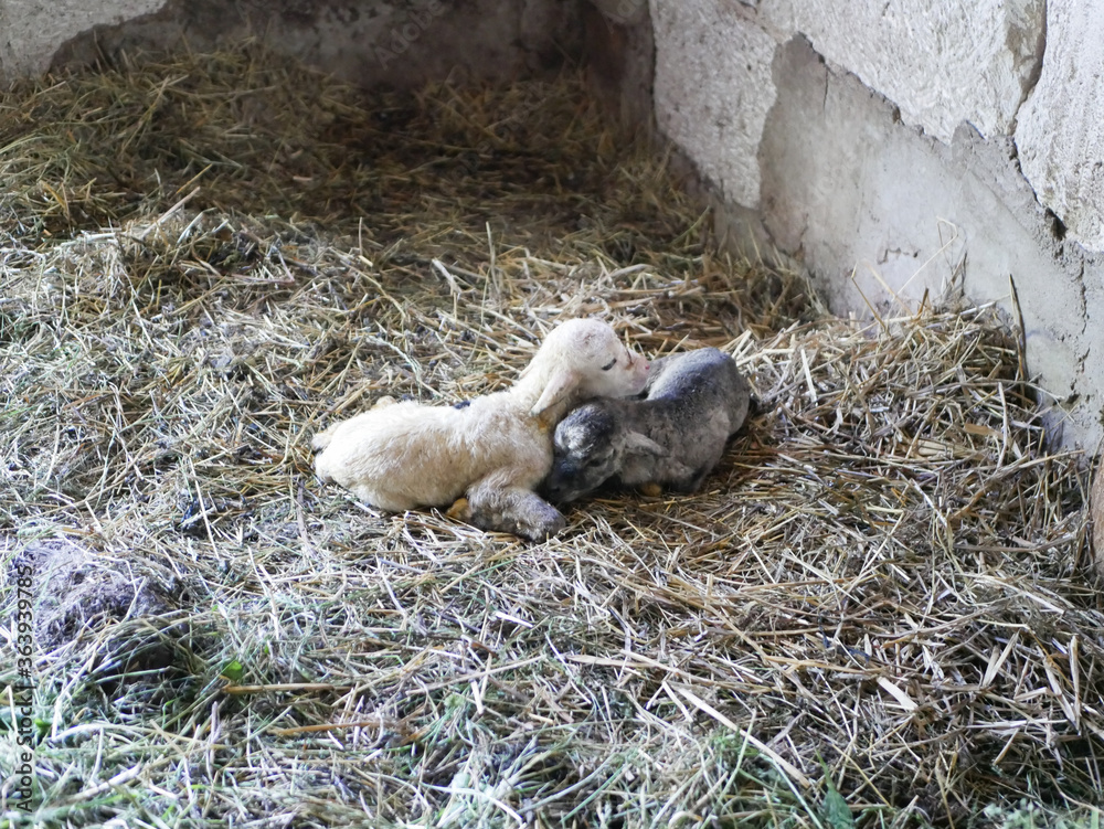 Fototapeta premium Lamb cannot stand after birth