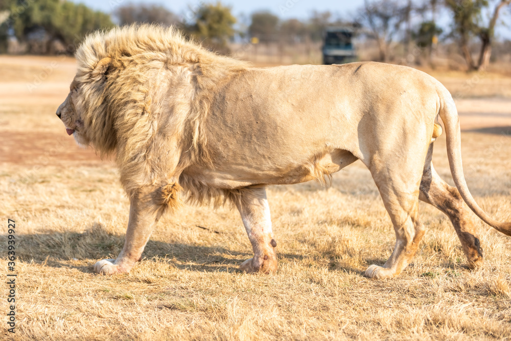 White male lion in South Africa. Amazing animal. White male lion in South Africa. Amazing animal.