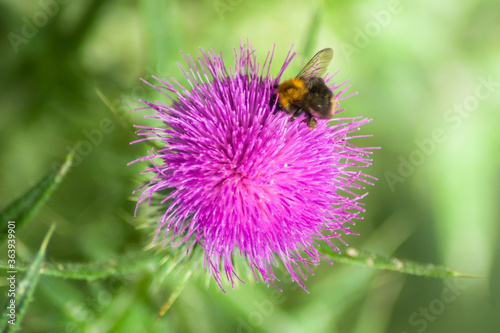 bee on a flower © Anna