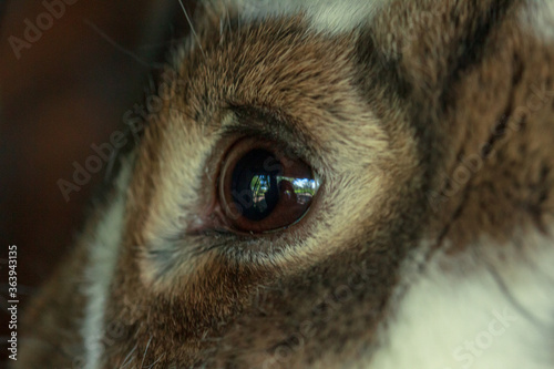Brown fluffy farm animal rabbit eye