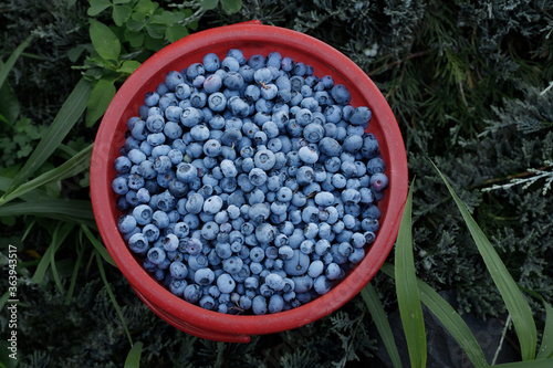 a bucket of blueberry berries on a green background. Bio products photo