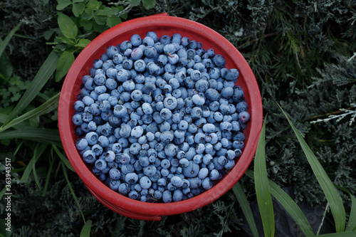 Fotografie a bucket of blueberry berries on a green background. Bio products