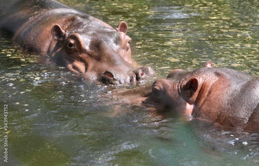 hippopotamus in water hippopotamus in water