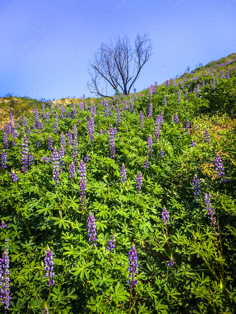 Close up of a hill with Lupine flowers in Malibu Creek State Park in the Santa Monica Mountains in spring 2019 Close up of a hill with Lupine flowers in Malibu Creek State Park in the Santa Monica Mountains in spring 2019