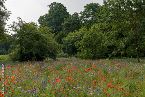 Feld mit bunten Blumen