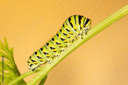 Black Swallowtail Butterfly (Papilio polyxenes)larva on a Carrot plant
