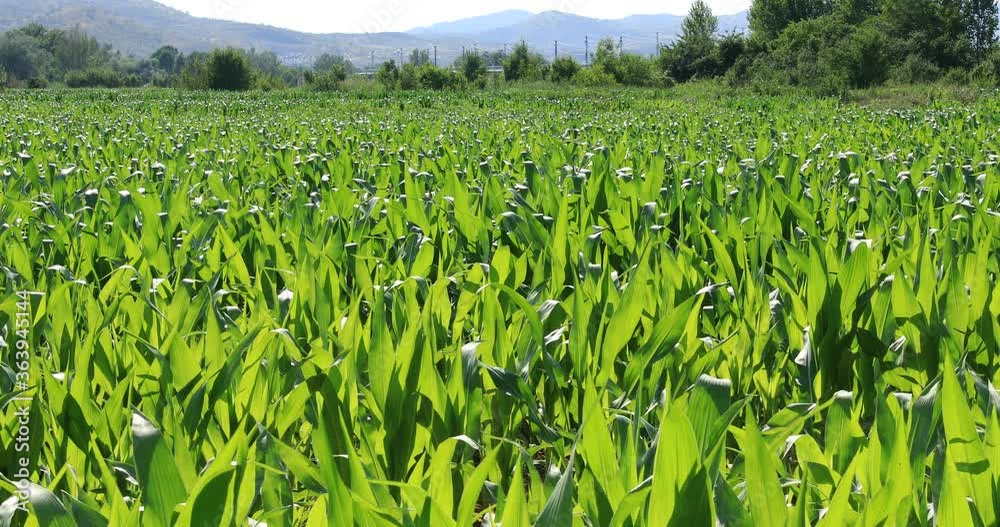 El aire mueve el maiz en el campo de maiz con un fondo de árboles, montañas y via de tren en España