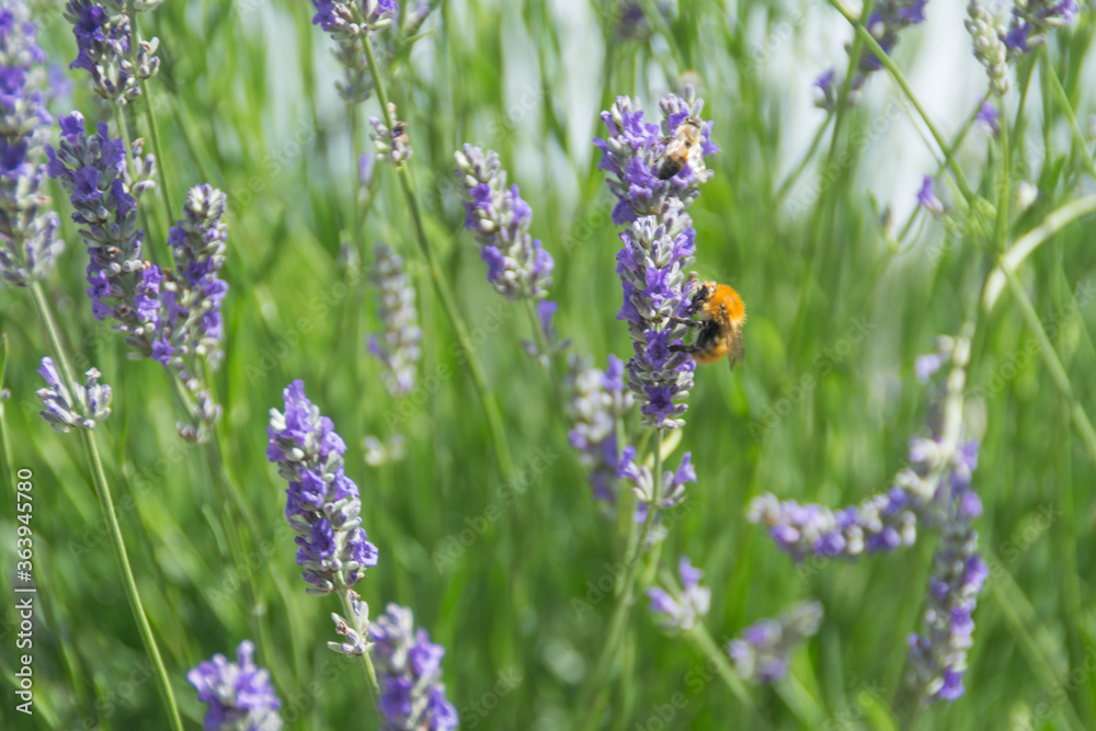 Lavanda e ape 1