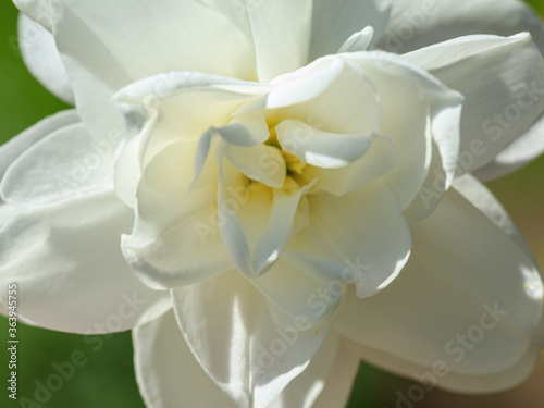 Fototapeta Naklejka Na Ścianę i Meble -  White color flower plant .daffodil