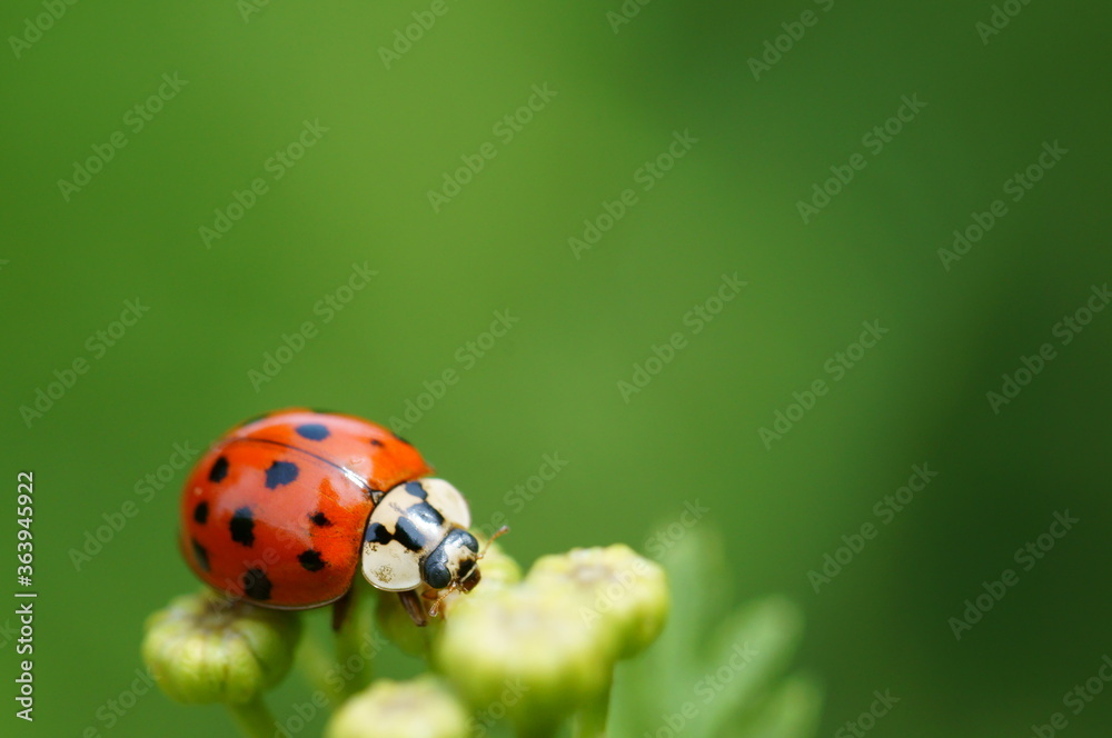 Fototapeta premium Ladybug on a colored background. Insects in nature.