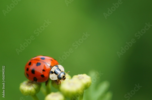 Ladybug on a colored background. Insects in nature.