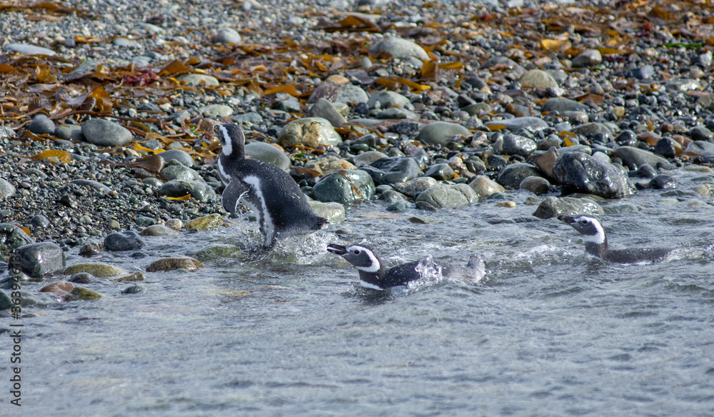 Fototapeta premium Magellan penguin on Magdalena Island 