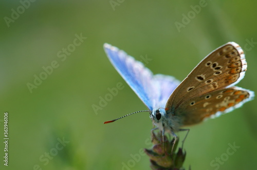 A small butterfly in wildflowers. Animals in the wild. © Станислав 