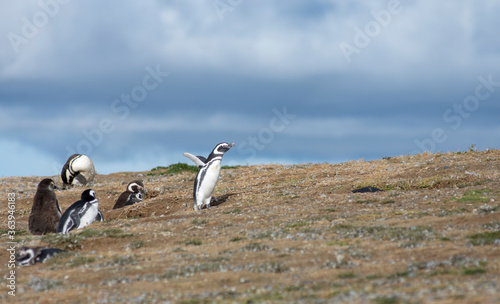 Magellan penguin on Magdalena Island 