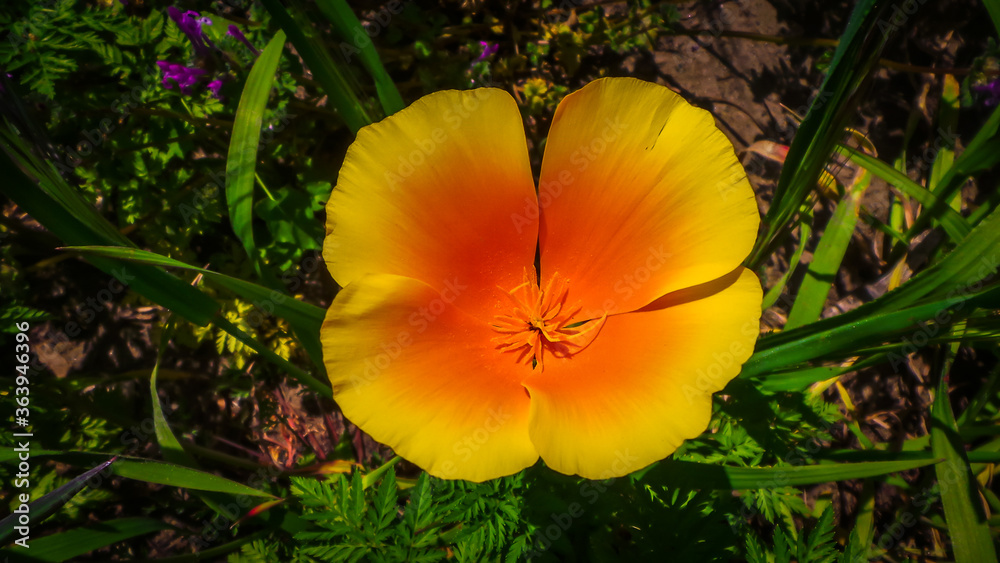 Φωτογραφία Close up of a single Golden poppy in Malibu Creek State Park in the Santa Monica