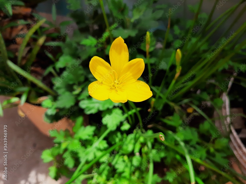 Fototapeta premium Lily flower