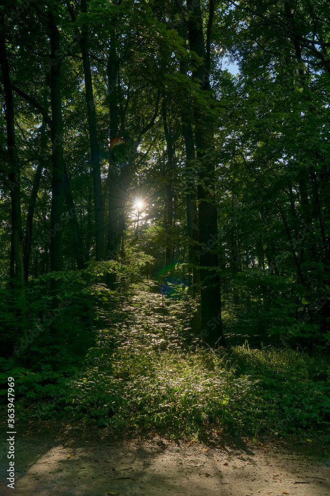 Path through a forest lit by sunbeams