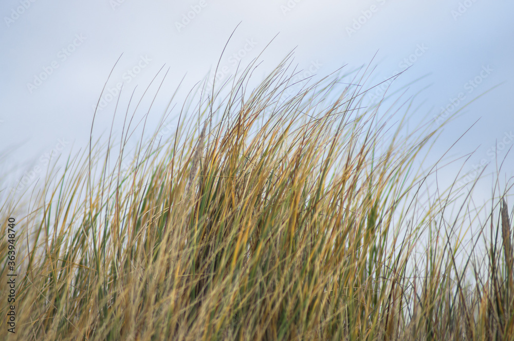 Fototapeta premium grass on the beach